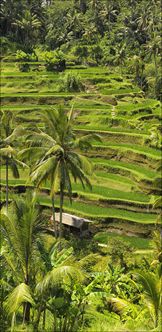 Rice Terraces - Bali T V (PBH4 00 16577)